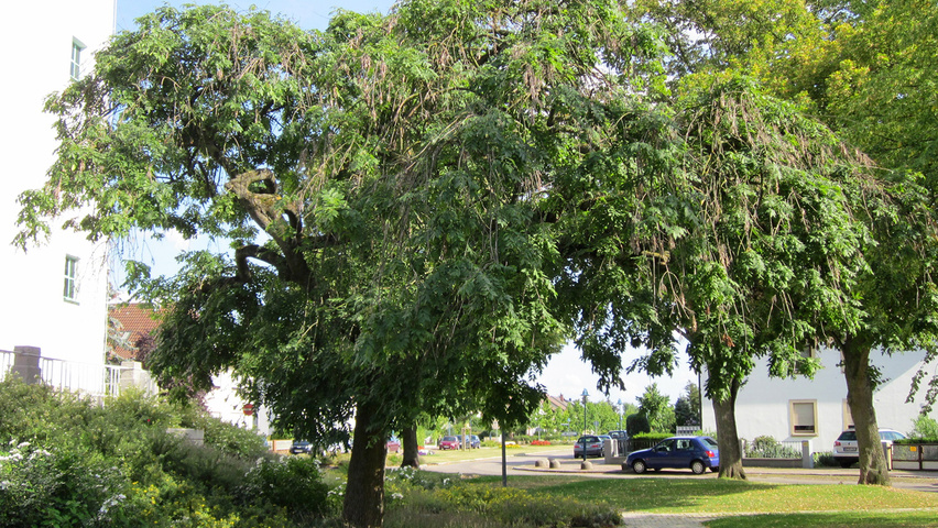 Fraxinus excelsior 'Pendula' Деревья с высоким стволом (стандарт)