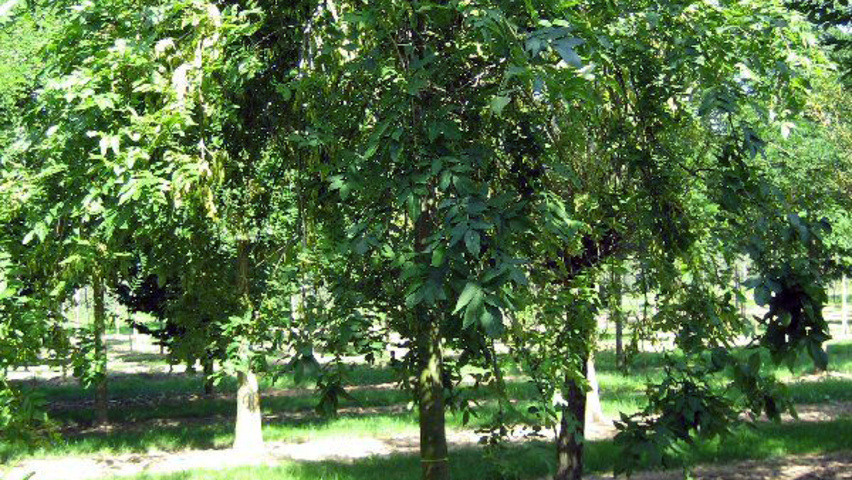 Fraxinus excelsior 'Pendula' Деревья с высоким стволом (стандарт)