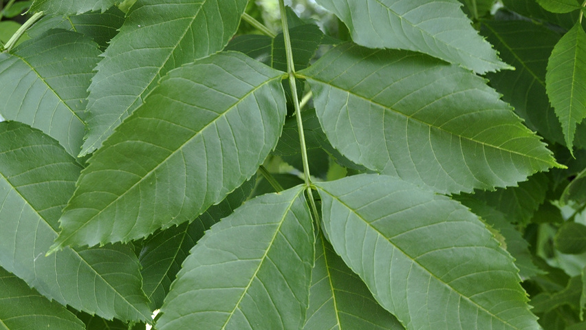 Fraxinus excelsior 'Pendula' листья
