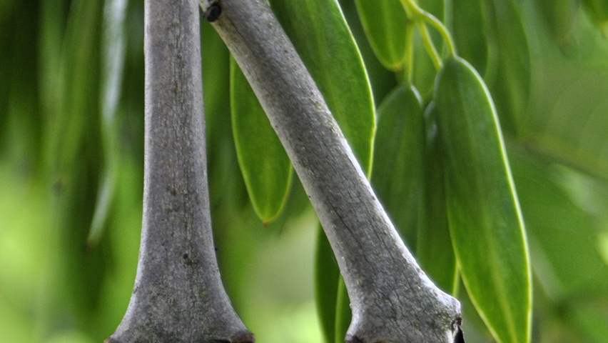 Fraxinus excelsior 'Pendula' ветви