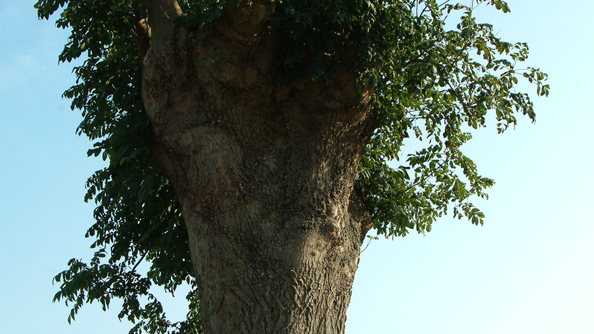 Fraxinus excelsior pollard