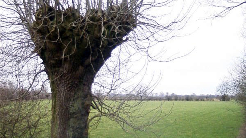 Fraxinus excelsior pollard