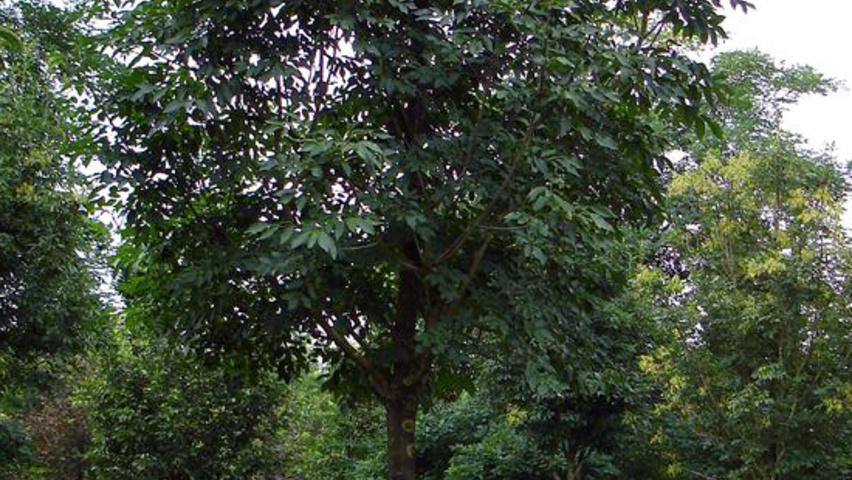 Fraxinus ornus 'Arie Peters' hoogstam