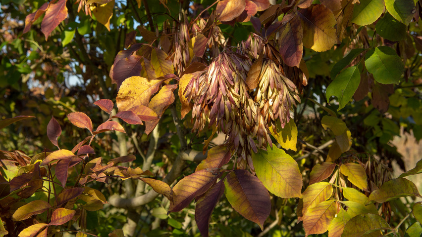 Fraxinus ornus feuilles automnale