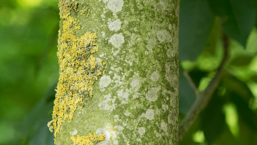 Fraxinus ornus tronc