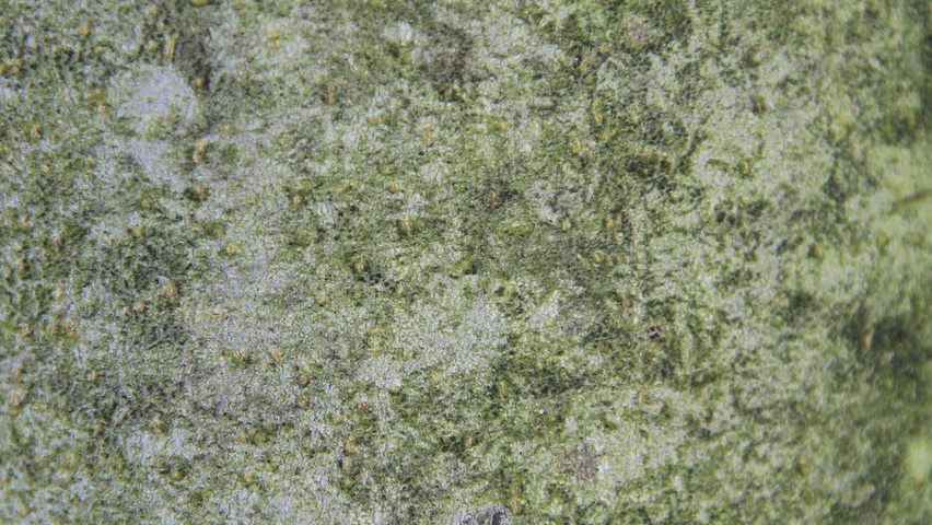 Fraxinus ornus tronc