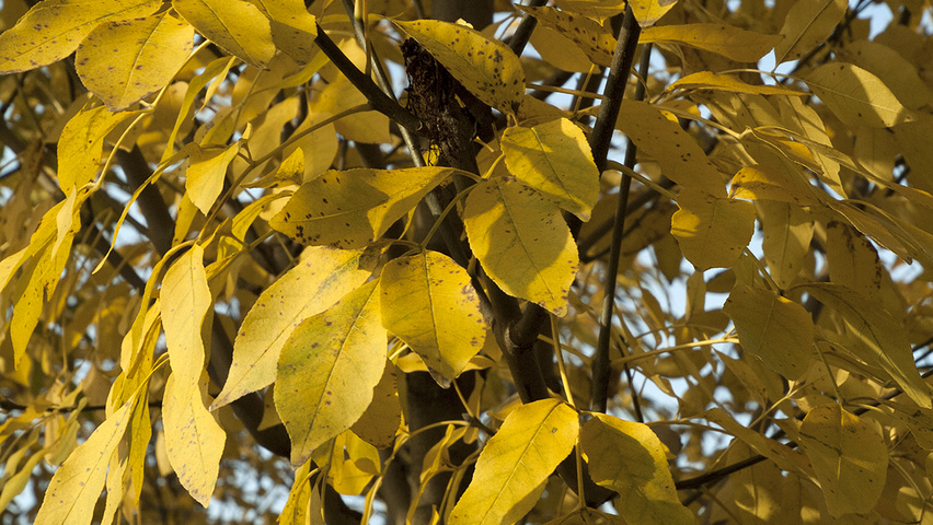 Fraxinus ornus 'Ebben's Column' autumn leaves
