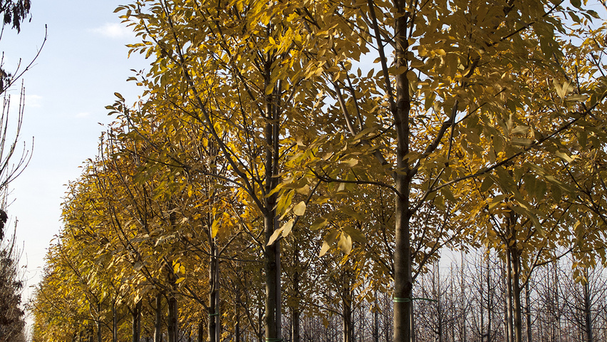 Fraxinus ornus 'Ebben's Column' standard tree