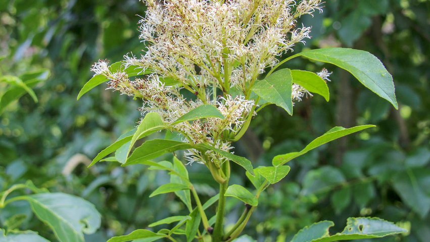 Fraxinus ornus fleurs