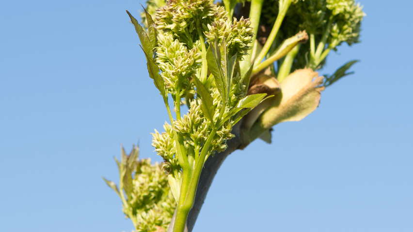 Fraxinus ornus fleurs