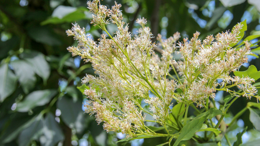 Fraxinus ornus fleurs