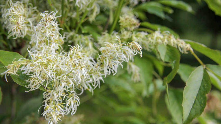 Fraxinus ornus fleurs