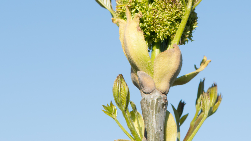 Fraxinus ornus fleurs