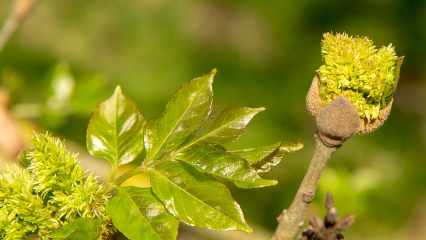 Fraxinus ornus fleurs