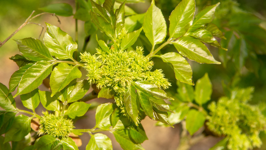 Fraxinus ornus fleurs