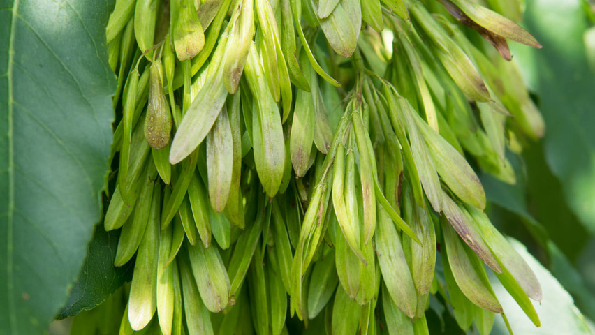 Fraxinus ornus fruits