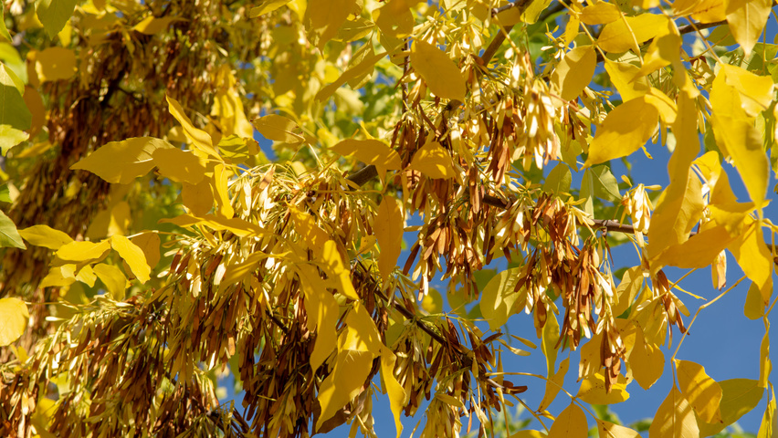 Fraxinus ornus fruits