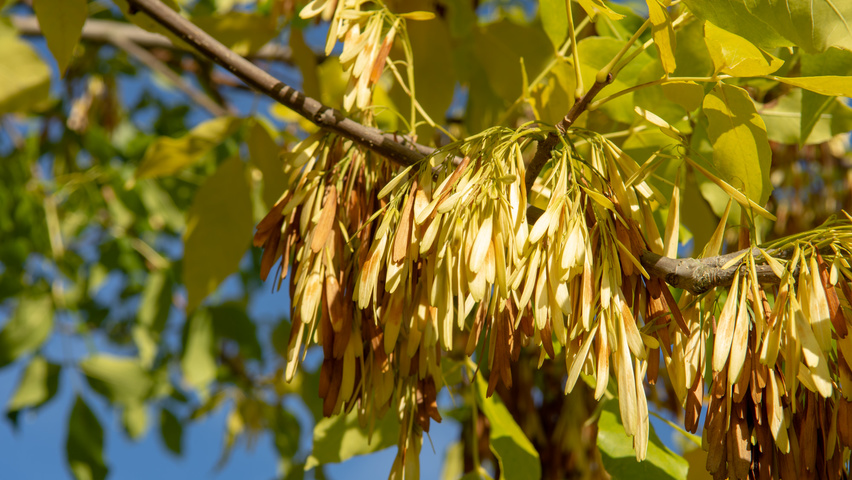 Fraxinus ornus fruits