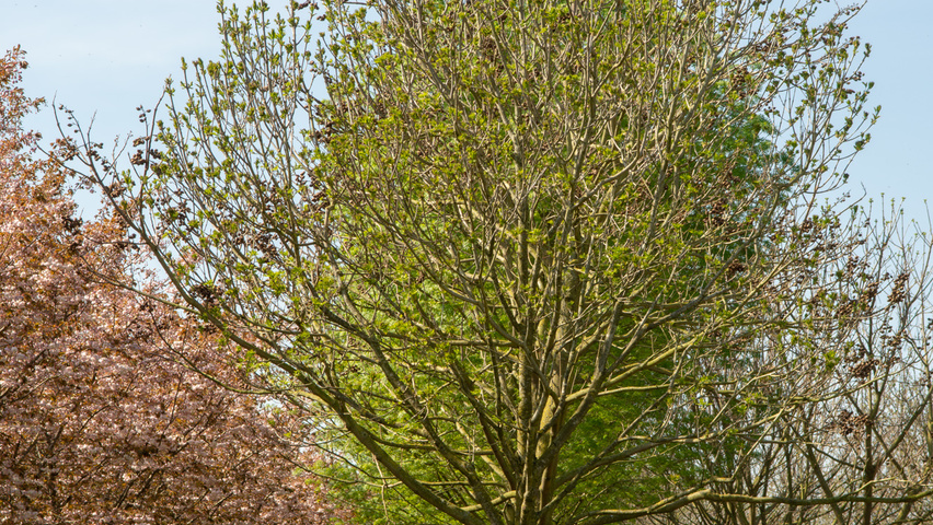 Fraxinus ornus haute tige