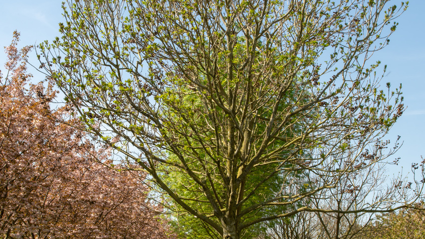 Fraxinus ornus haute tige