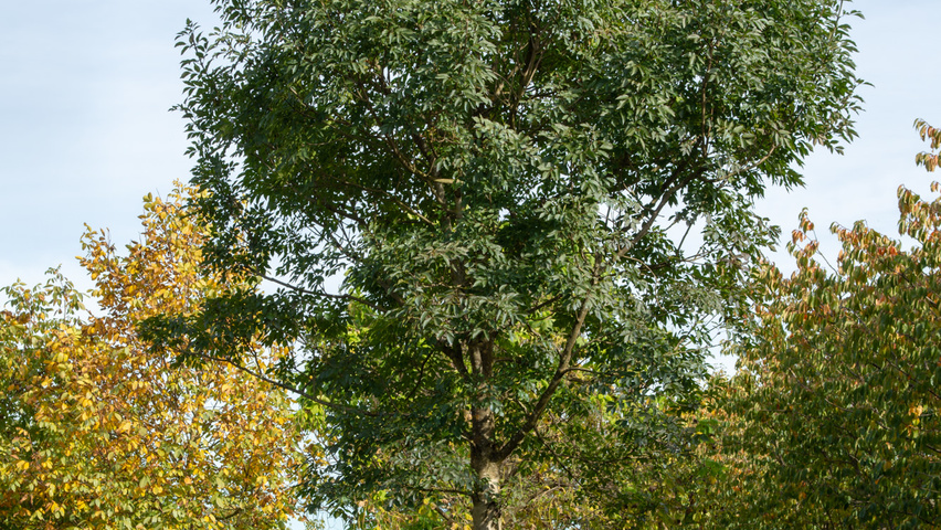 Fraxinus ornus haute tige