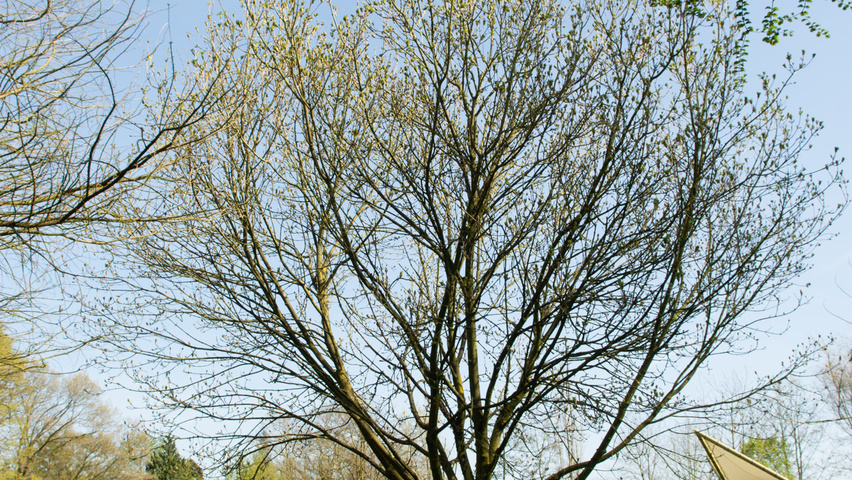 Fraxinus ornus haute tige