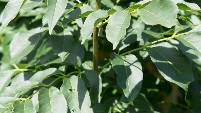 Fraxinus ornus Feuilles