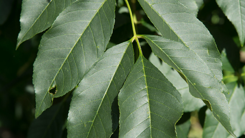 Fraxinus ornus Feuilles