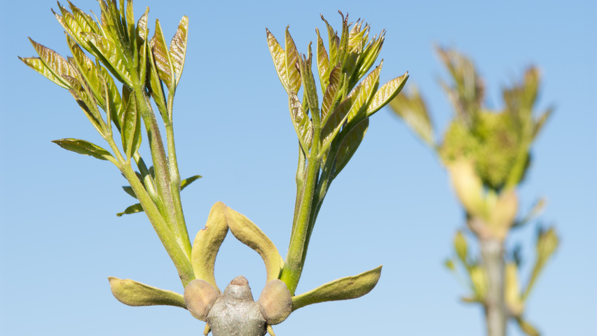 Fraxinus ornus Feuilles
