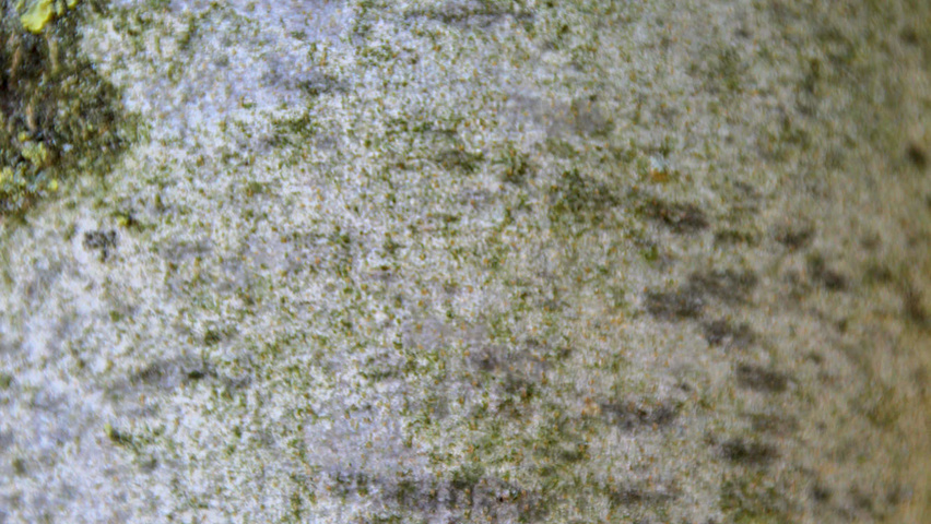 Fraxinus ornus 'Louisa Lady' bast