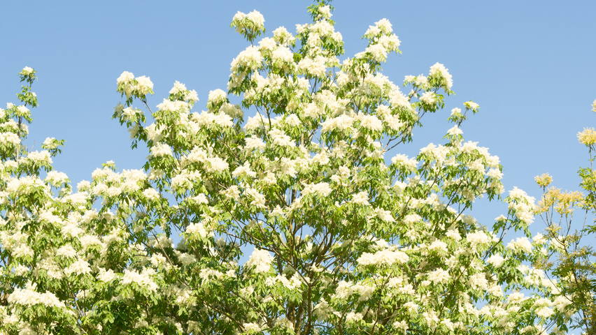 Fraxinus ornus 'Louisa Lady' bloem