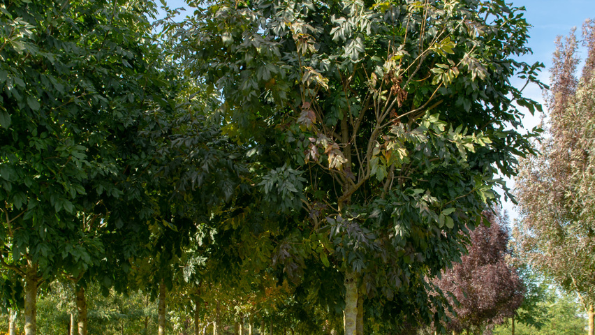 Fraxinus ornus 'Louisa Lady' hoogstam