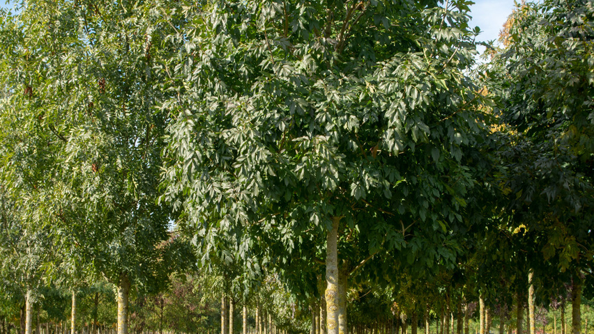 Fraxinus ornus 'Louisa Lady' hoogstam