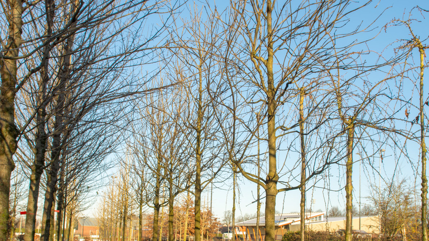 Fraxinus ornus 'Louisa Lady' hoogstam