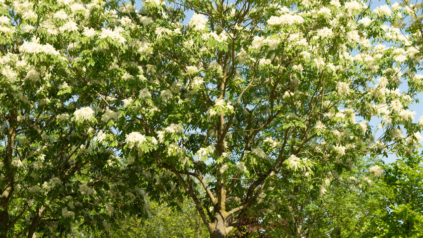 Fraxinus ornus 'Louisa Lady' hoogstam