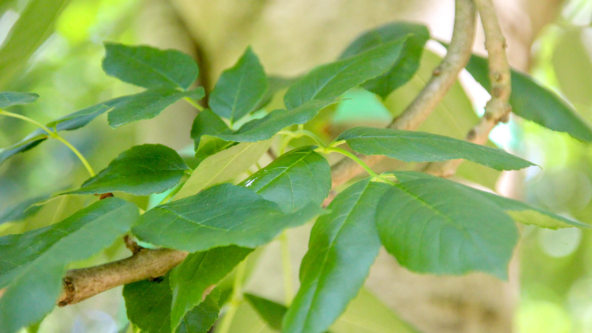 Fraxinus ornus 'Louisa Lady' blad