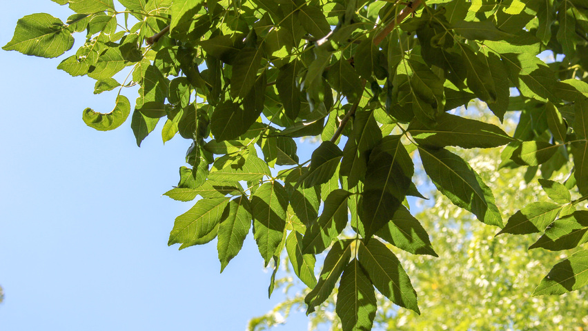 Fraxinus ornus 'Louisa Lady' blad