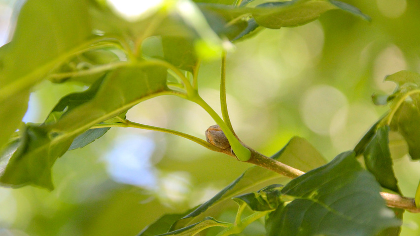 Fraxinus ornus 'Louisa Lady' twijgen