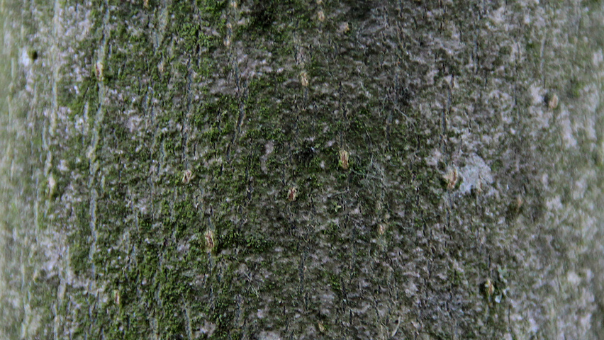 Fraxinus ornus 'Mecsek' bark