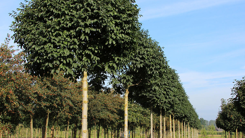 Fraxinus ornus 'Mecsek' standard tree