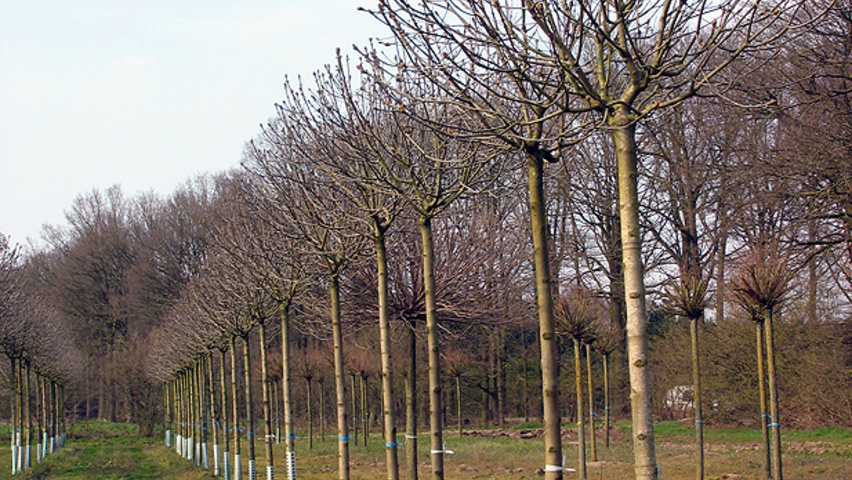 Fraxinus ornus 'Mecsek' standard tree