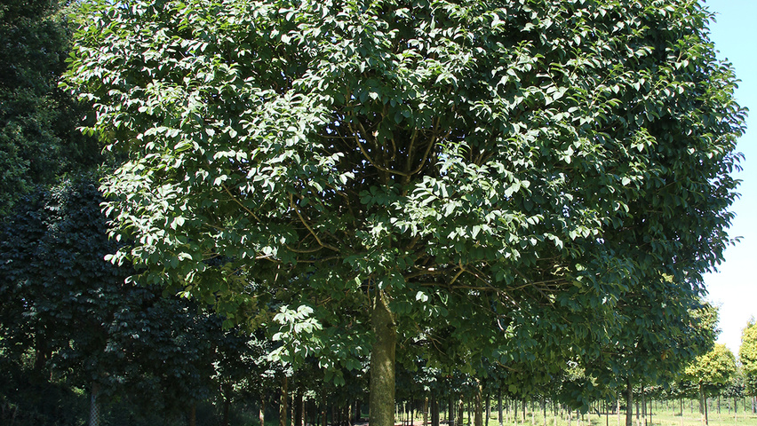 Fraxinus ornus 'Mecsek' standard tree