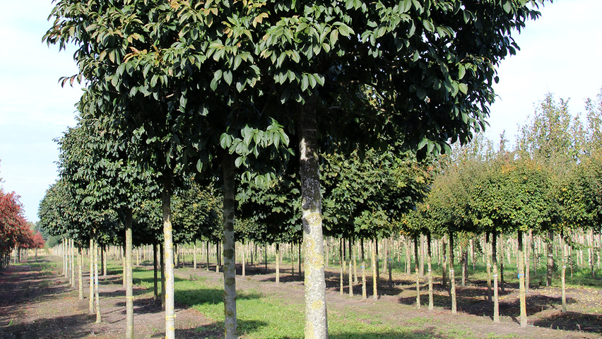 Fraxinus ornus 'Mecsek' globe