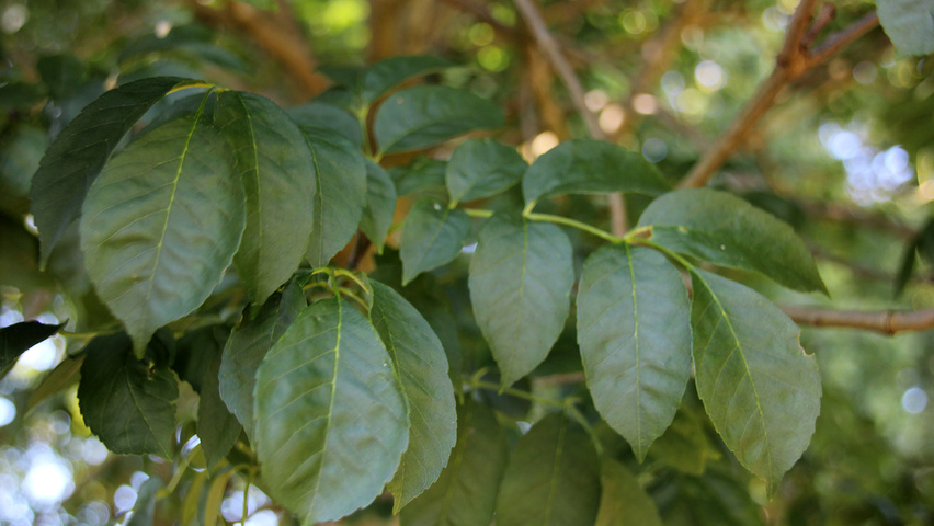 Fraxinus ornus 'Mecsek' leaves
