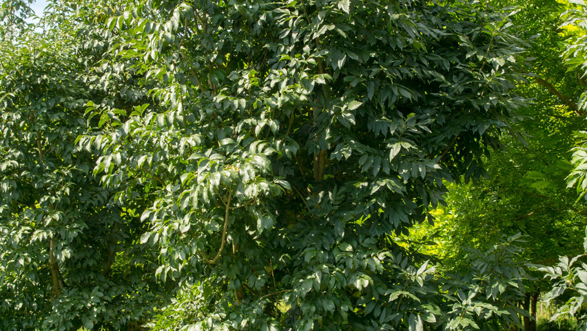 Fraxinus ornus multi-troncs