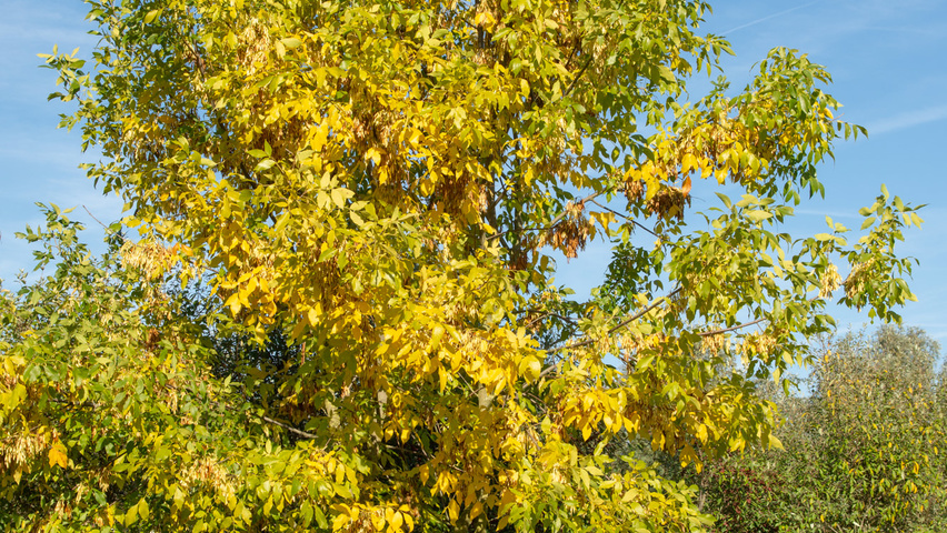 Fraxinus ornus multi-troncs