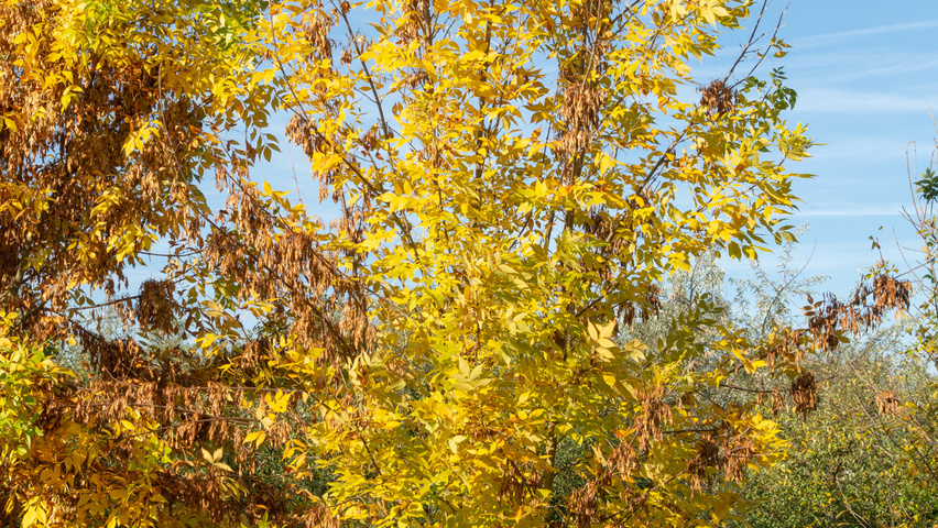 Fraxinus ornus multi-troncs