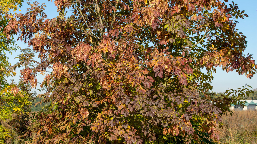 Fraxinus ornus multi-troncs