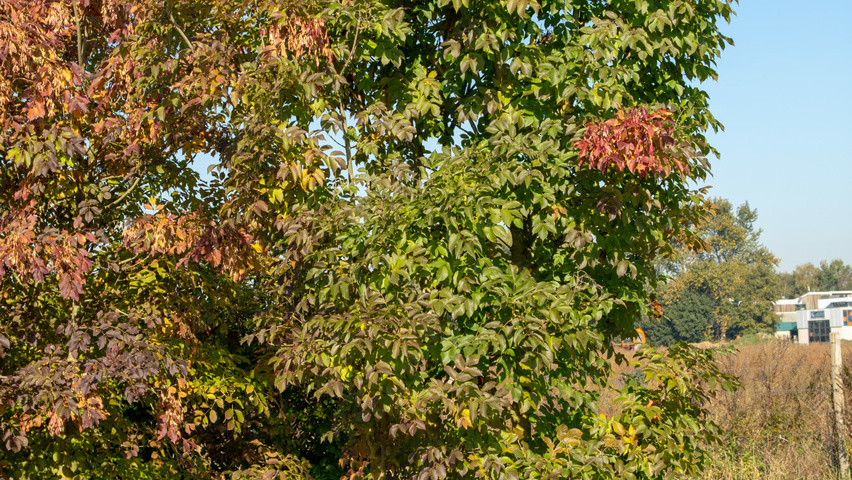 Fraxinus ornus multi-troncs