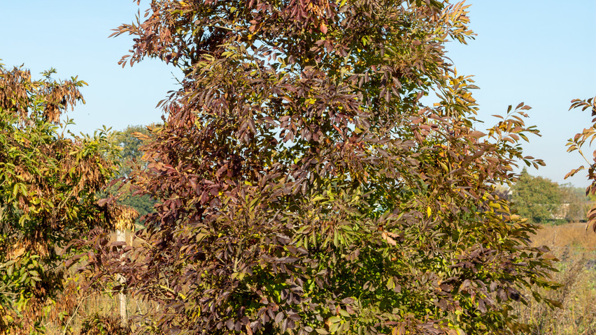 Fraxinus ornus multi-troncs
